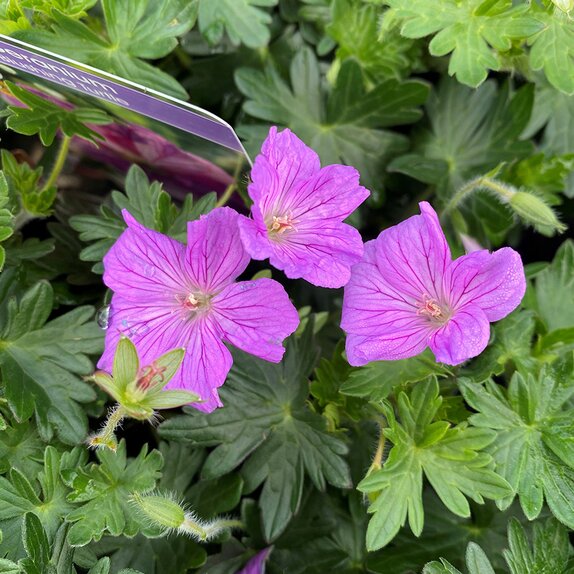 Geranium 'Blushing Turtle' - image 2