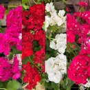Geranium Calliope 15cm pot