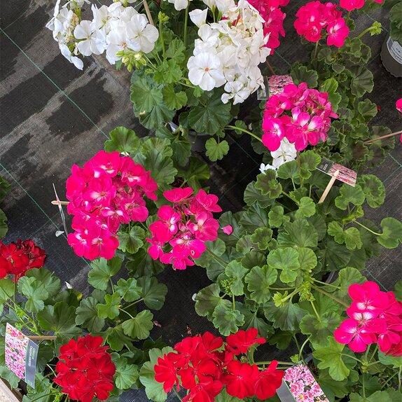 Geranium Calliope 15cm pot