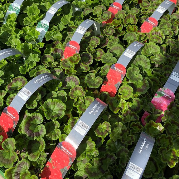 Geranium Deep Red 6 pack