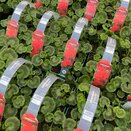 Geranium Deep Red 6 pack