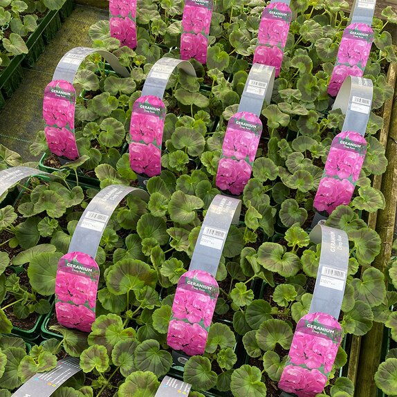Geranium Deep Rose 6 pack