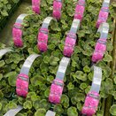 Geranium Deep Rose 6 pack