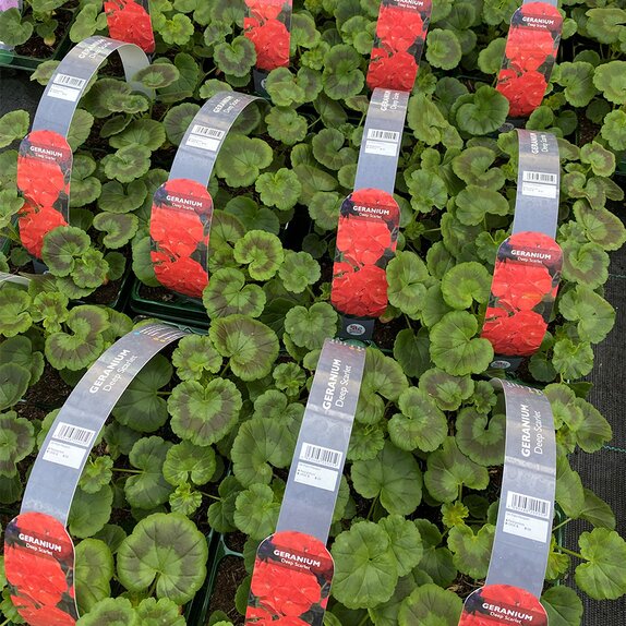 Geranium Deep Scarlet 6 pack