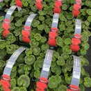 Geranium Deep Scarlet 6 pack
