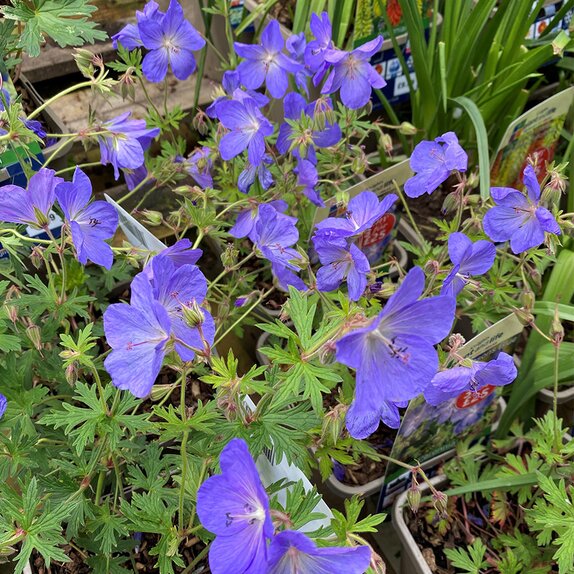 Geranium 'Johnsons Blue '