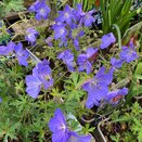 Geranium 'Johnsons Blue '