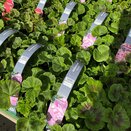 Geranium Lavender 6 pack