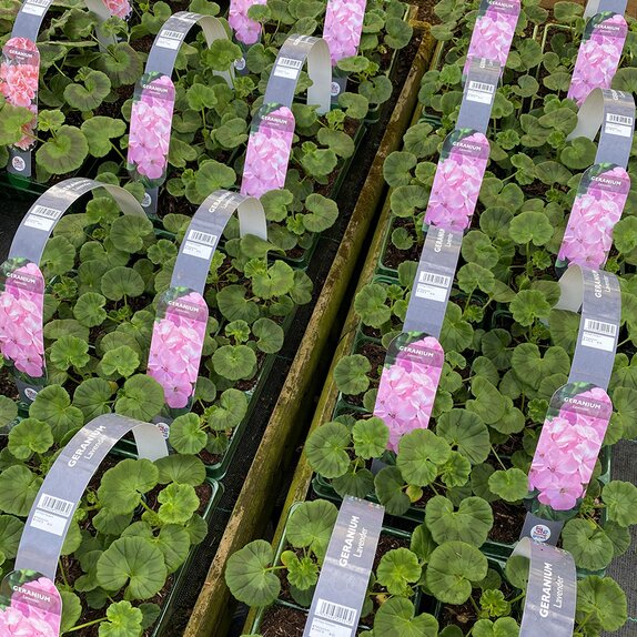 Geranium Lavender 6 pack