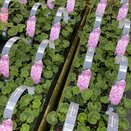 Geranium Lavender 6 pack