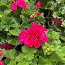 Geranium Mojo Cranberry Splash 1 litre pot