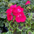 Geranium Mojo Dark Pink 1 litre pot