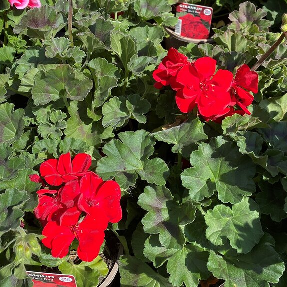 Geranium Mojo Dark Red 1 litre pot