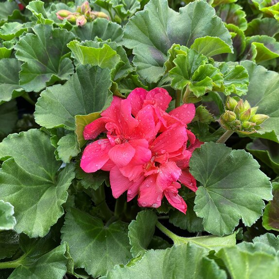 Geranium Mojo Salmon 1 litre pot