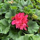 Geranium Mojo Salmon 1 litre pot