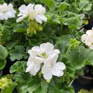 Geranium Mojo White 1 litre pot