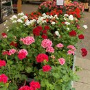 Geranium & New Guinea Impatiens Patio Pots - image 1