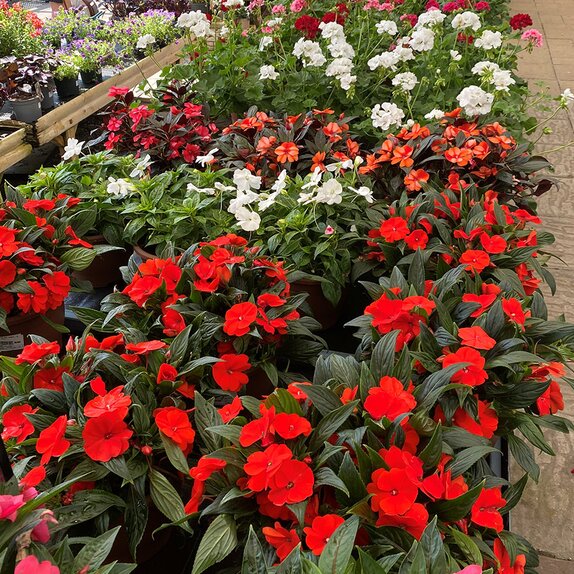 Geranium & New Guinea Impatiens Patio Pots - image 2