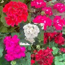 Geranium Patio Tub 25cm