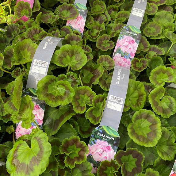 Geranium Rose 6 pack