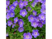 Geranium Rozanne