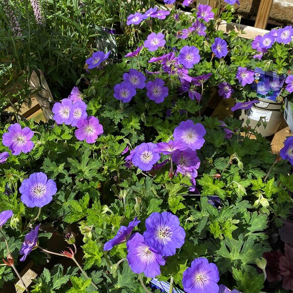 Geranium Rozanne - image 1