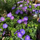 Geranium Rozanne - image 1
