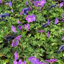 Geranium Rozanne - image 2