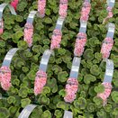 Geranium Salmon 6 pack