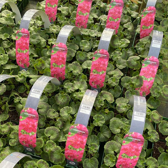 Geranium Violet 6 pack