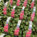 Geranium Violet 6 pack