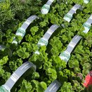 Geranium White 6 pack
