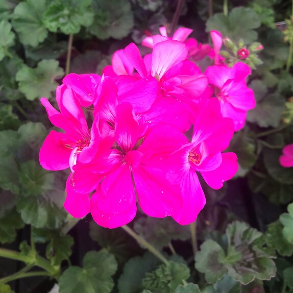 Geranium Zonal Bright Pink Vigorous 10.5cm pot