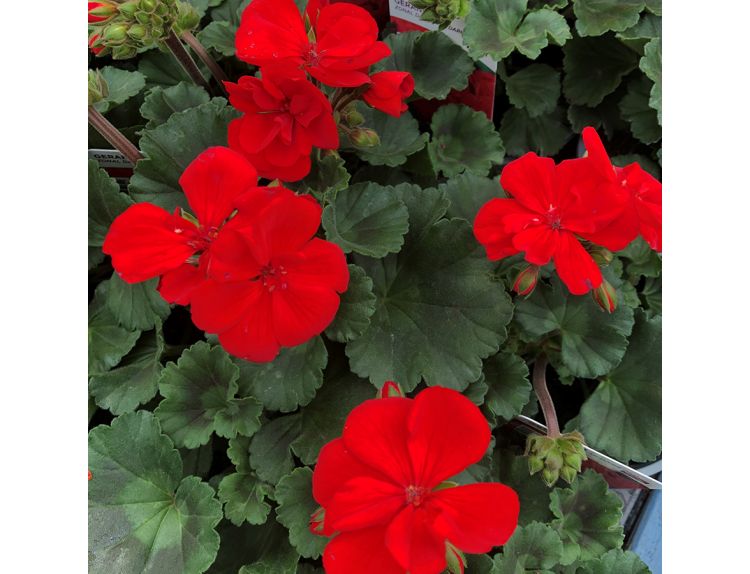 Geranium Zonal Dark Leaf Dark Red 10.5cm pot