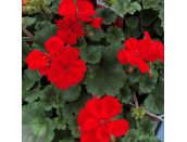 Geranium Zonal Dark Leaf Dark Red 10.5cm pot