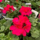 Geranium Zonal Dark Leaf Purple 10.5cm pot