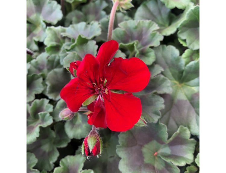 Geranium Zonal Dark Leaf Red Velvet 10.5cm pot
