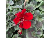Geranium Zonal Dark Leaf Red Velvet 10.5cm pot