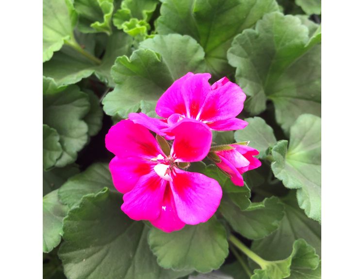 Geranium Zonal Dark Leaf Rose Splash 10.5cm pot