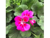 Geranium Zonal Dark Leaf Rose Splash 10.5cm pot