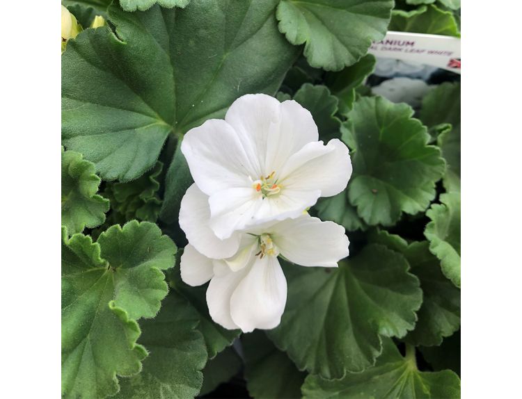 Geranium Zonal Dark Leaf White 10.5cm pot