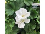 Geranium Zonal Dark Leaf White 10.5cm pot