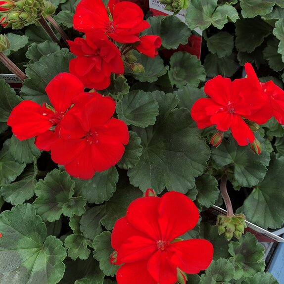 Geranium Zonal Dark Red 10.5cm pot