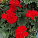 Geranium Zonal Dark Red 10.5cm pot