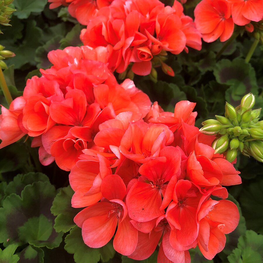 Geranium Zonal Green Leaf Salmon 1 litre pot Knights Garden Centres