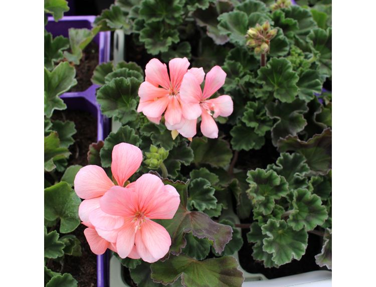 Geranium Zonal Green Leaf Salmon 10.5cm pot