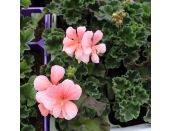 Geranium Zonal Green Leaf Salmon 10.5cm pot