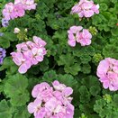 Geranium Zonal Lavender 10.5cm pot