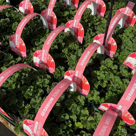 Geranium Zonal Mixed Jumbo 6 pack