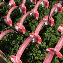 Geranium Zonal Mixed Jumbo 6 pack